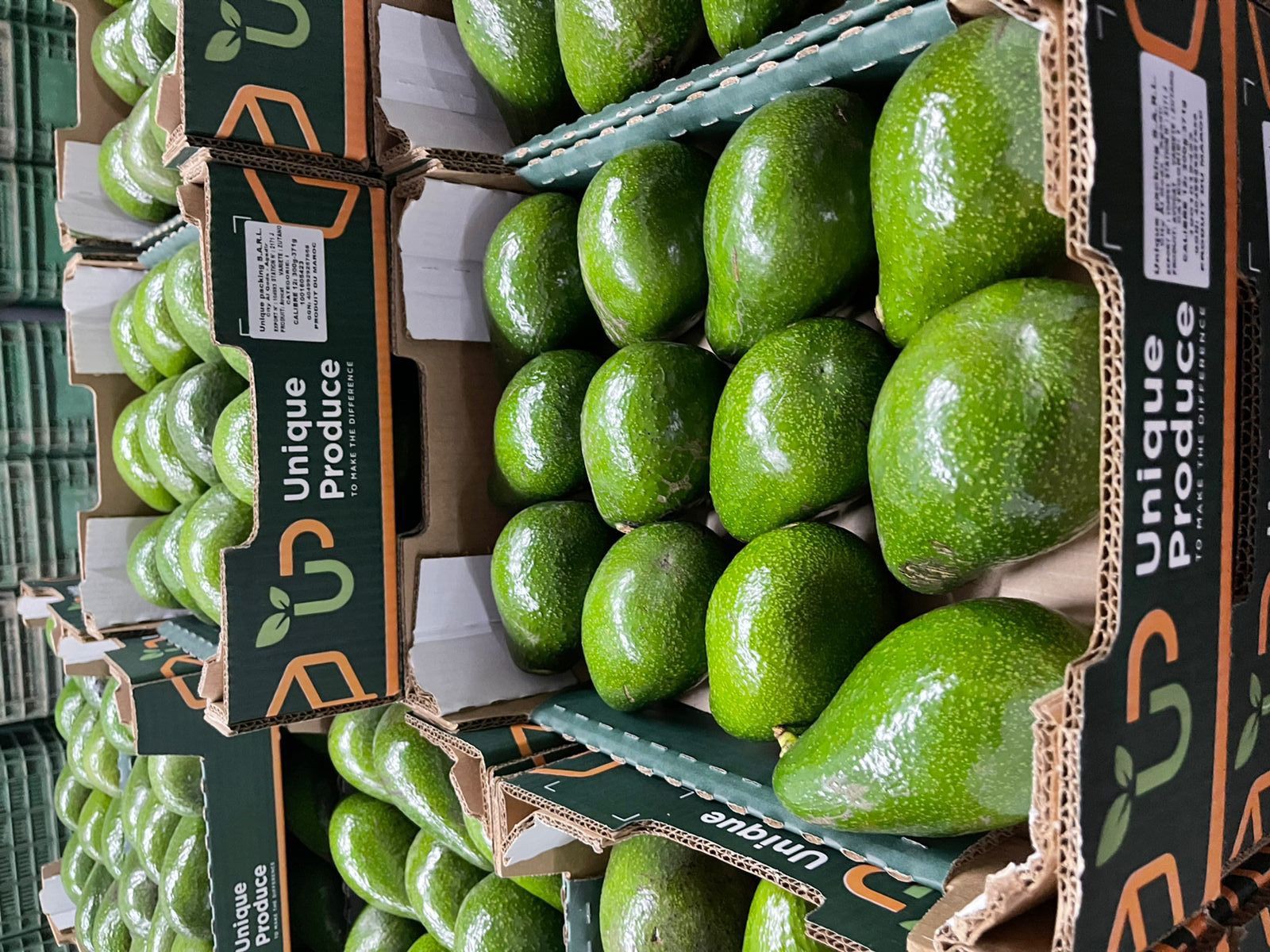 Precooling & Shipping