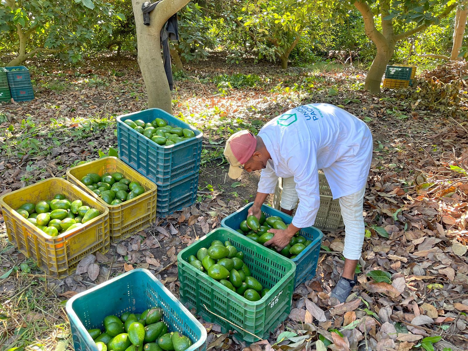 Precooling & Shipping