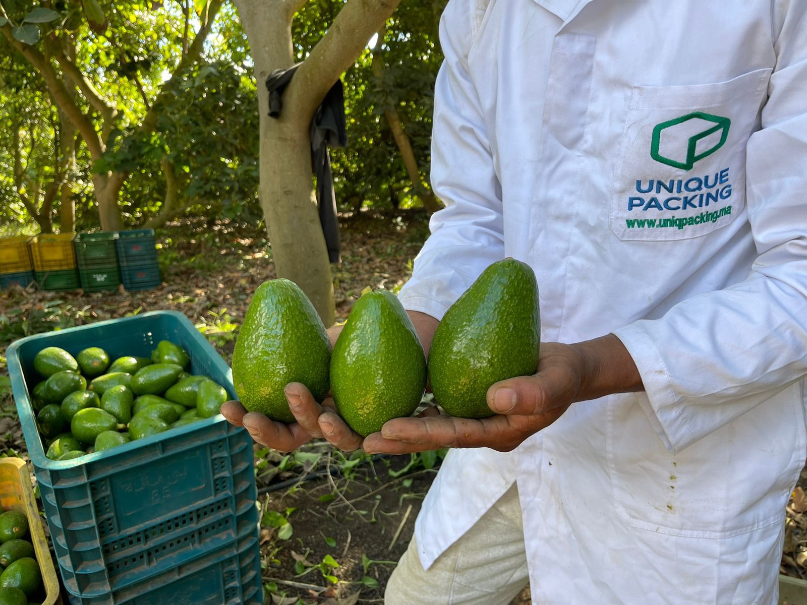 Precooling & Shipping