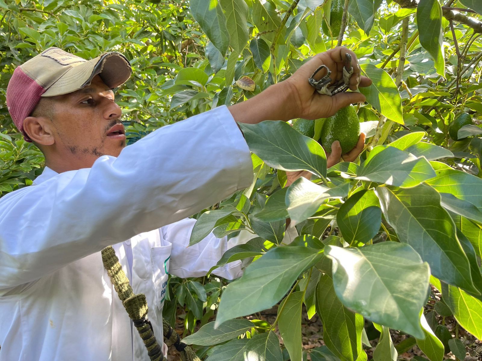 Precooling & Shipping